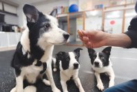 焼津産海の幸を100％使用、ペットの健康を考えた新商品　ごほうびおやつ匠 かつお・まぐろの2種を4月1日発売