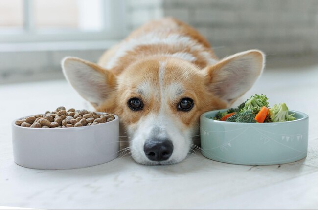 犬がご飯を食べない理由を調査！食欲不振の原因＆フードを食べない時の対処法