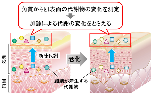 肌の代謝物を網羅的に解析し老化を防ぐアミノ酸を発見