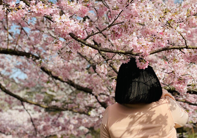 日光の桜シーズンは、長くて魅力いっぱい。歴史と自然が融合した、日光ならではの春