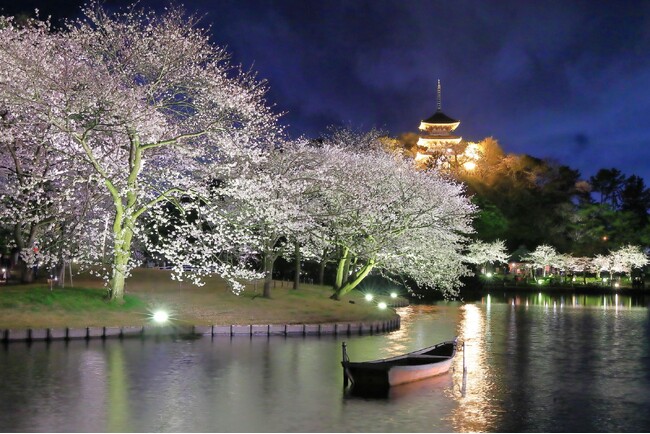 横浜・三溪園　「桜ライトアップ」開催。風情あふれる空間で250本の幻想的な夜桜を。