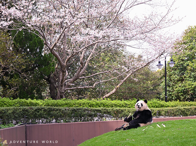 SPRING ADVENTURE ２０２５　桜咲く春、パンダと心おどるひとときを『ジャイアントパンダとお花見』開催