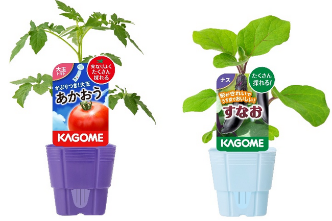 カゴメオリジナル品種家庭園芸用苗（2025年シーズン）の販売開始