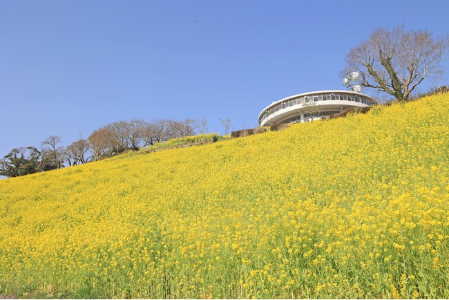 【春らんまん】マザー牧場の菜の花が満開でピークを迎えています！春休みに見頃を迎えている350万本の「菜の花」の絶景。