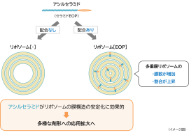 「アシルセラミド」が「多重層リポソーム」を安定化させるメカニズム 「アシルセラミド」が「多重層リポソーム」を安定化させるメカニズム