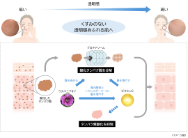 くすみのない透明感あふれる肌へ導くメカニズム くすみのない透明感あふれる肌へ導くメカニズム