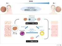 「ウスベニアオイ」「ビタミンC」「ビタミンE」にプロテアソームのはたらきおよび抗酸化作用を高める効果を発見
