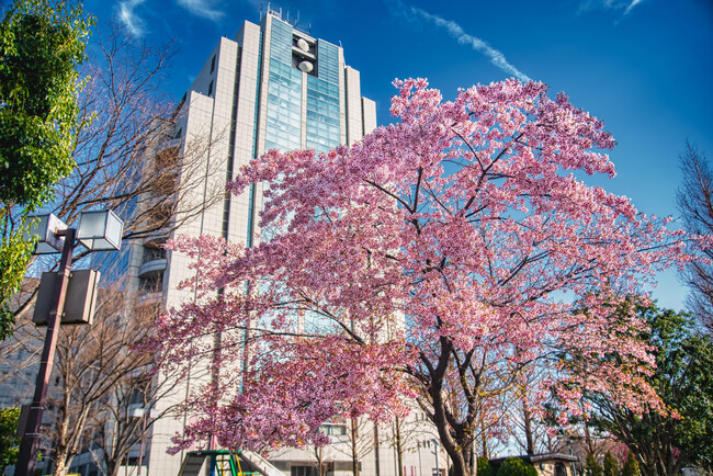 【東京都足立区】23区最大の子ども支援が実現！1人10万円の入学準備金など新たな負担軽減策で小中学生の教育費を支援