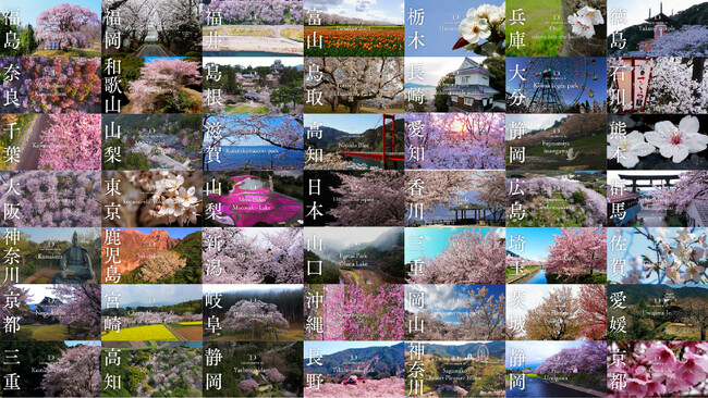 桜ドローン撮影地が150箇所突破！桜ドローンプロジェクト2025、日本全国の4K桜ドローン映像の特別提供を開始