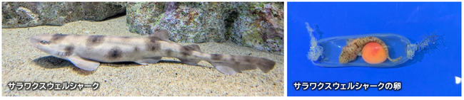 【アクアワールド茨城県大洗水族館】透明な卵を産むサメ『サラワクスウェルシャーク』国内初展示！【４月１日(火)より展示開始！】