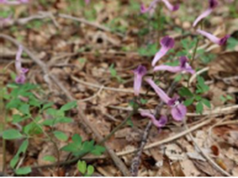 環境先進企業を目指して生物多様性取り組みをさらに推進リゾート事業における「ネイチャーポジティブ宣言」を表明
