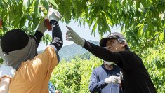 【2025年 募集開始】山梨の桃農園で桃の木のオーナーになりませんか？仲間や家族と農業体験！（オーナー申込締切：4月30日）