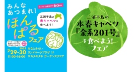 三浦半島の本春キャベツ『金系201号』を楽しむイベントやグルメフェアを開催! 三浦半島の本春キャベツ『金系201号』を楽しむイベントやグルメフェアを開催!