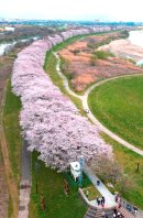背割堤の桜(縦)