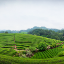 中国 福建省 茶畑