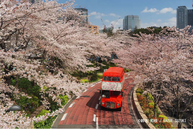 【毎年満員御礼！春限定 】混雑知らずの絶景お花見×春の特別アフタヌーンティー！