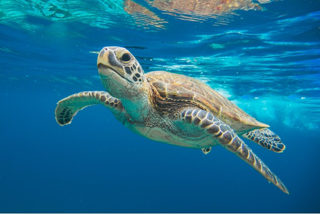 【西表島ホテル】野生のウミガメを観察し、生態について深く学べるアクティビティ「ウミガメディスカバリー」開催