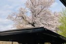 お風呂につかりながらお花見 お風呂につかりながらお花見