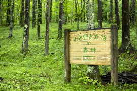 2005年より環境保全活動の一環として「グローブライドの森林」を契約し、地域の森林づくりを支援。