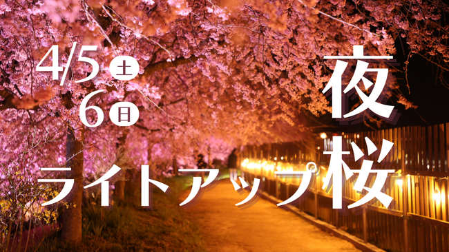 【広島/世羅】期間限定!桜のライトアップを開催します《世羅高原農場さくら祭り》