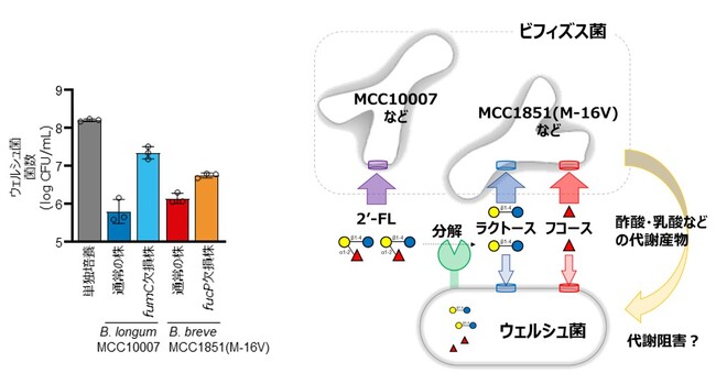 「ビフィズス菌M-16V」などが、ヒトミルク由来オリゴ糖で増殖する悪玉（ウェルシュ）菌の抑制に寄与する可能性を確認～科学雑誌『Gut Microbes』掲載～