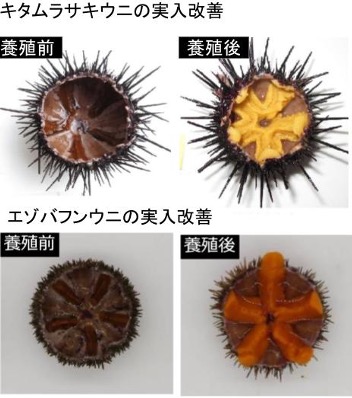 北三陸ファクトリーとヤンマーホールディングスが「ウニの大規模陸上養殖システム」構築に向けた実証事業を開始
