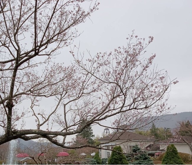箱根強羅公園で桜が開花しています