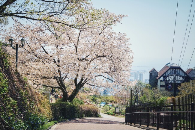 山の上に登場する「山桜のある風景」。神戸布引ハーブ園の約100本の「山桜」が間もなく見ごろを迎えます。「カラフルな花々」「神戸の景色」が織りなすエレガントなロケーションでお花見をお楽しみいただけます