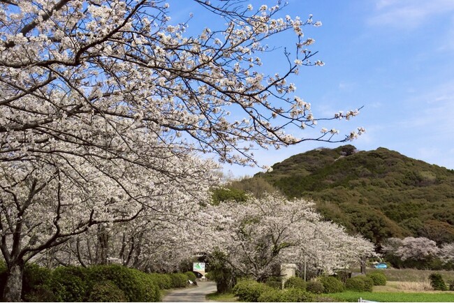 【福岡県小郡市】満開の桜スポット