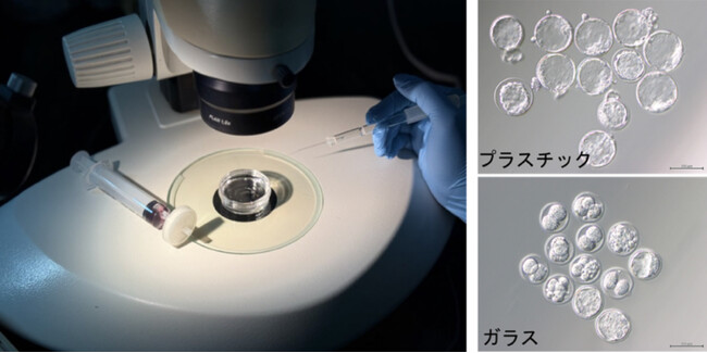 【慶應義塾】ガラス器具から漏出する亜鉛が受精卵の発生を阻害することを発見