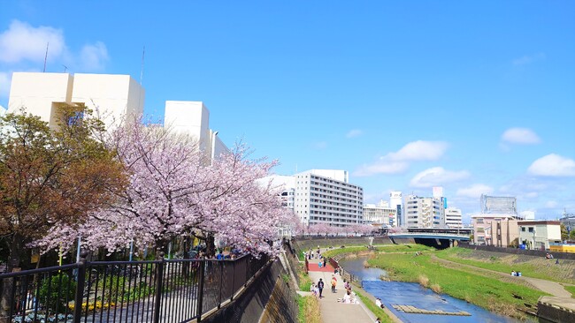 江戸時代から続く横浜市の戸塚区柏尾川桜並木を将来へ～クラウドファンディング型ふるさと納税４月３日スタート！～