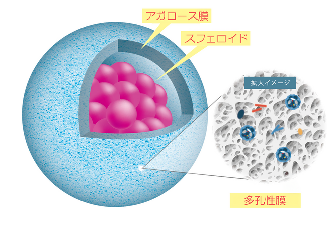 東陽テクニカ、神戸大学と理研との3者によるバイオ人工膵島開発の共同研究を開始
