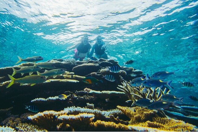 【西表島ホテル】海の生き物と仲良くなるシュノーケリングプログラム「友だち100匹できるかな」開催