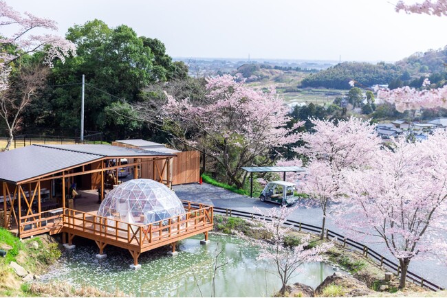 お花見シーズン到来！約60本の桜が咲き誇るアウラテラス茨城でお花見グランピング／春割・最大30％OFFのお得な宿泊プラン販売開始のお知らせ