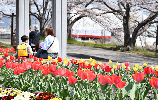 春の陽気に誘われ高槻市のチューリップ2500本が見頃近づく