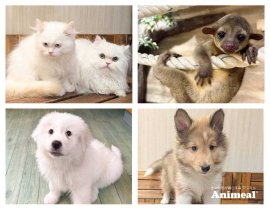 新しく仲間入りをする赤ちゃんたち 新しく仲間入りをする赤ちゃんたち