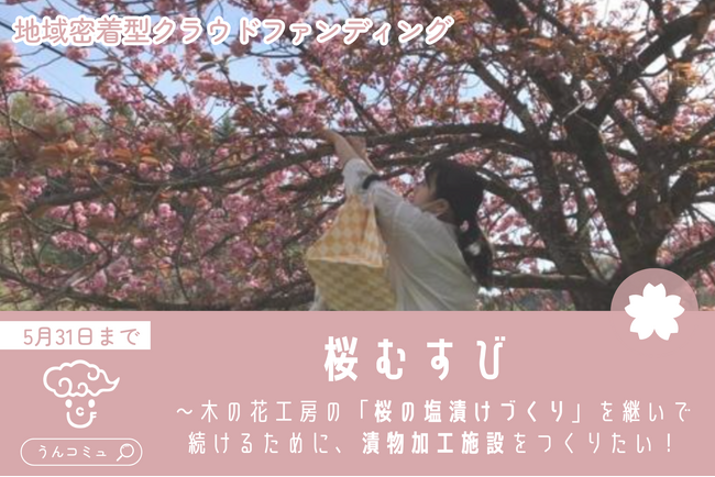【島根県雲南市】桜のまち・木次町で「桜の塩漬け」 加工場開設に向けたクラウドファンディングを4月4日より開始