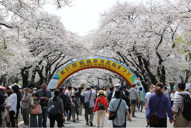 第52回 相模原市民桜まつりを4月5日（土）6日（日）に開催します