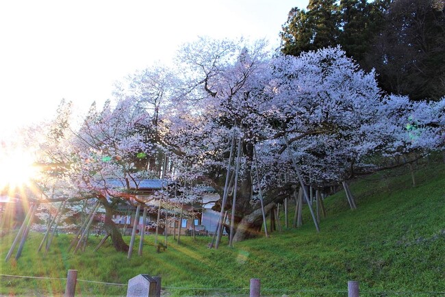 【飛騨高山・岐阜県高山市】臥龍桜が見ごろを迎えます