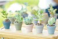 観葉植物やナチュラル雑貨・ヴィーガンスイーツを取り扱うBe greenside　グリーンウェルネスを提案するお店が埼玉に4月12日オープン