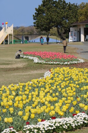 春本番！チューリップ見頃【国営海の中道海浜公園】