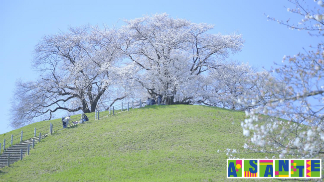 アサンテがクビアカツヤカミキリの駆除施工をした埼玉県立さきたま古墳公園の桜が満開になりました！