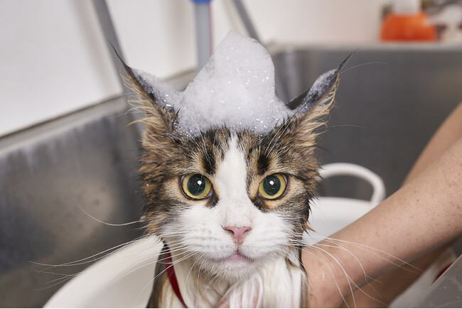 ペテモmozoワンダーシティ店 4月18日リニューアルオープン