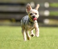お宅のわんちゃん、腸活していますか？大正製薬『わんちゃんの健康に関する意識調査』を実施