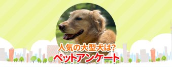 「もふもふの大型犬ランキング」を公開　子犬を見つける検索サイト「愛犬ブリーダー」が調査