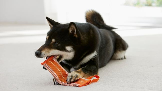 環境に優しい犬用おもちゃ開発。消防ホースを再利用+リサイクルペットボトルを使用したエコな犬用おもちゃ「消防ホースのパキパキおもちゃ」4月17日に発売!