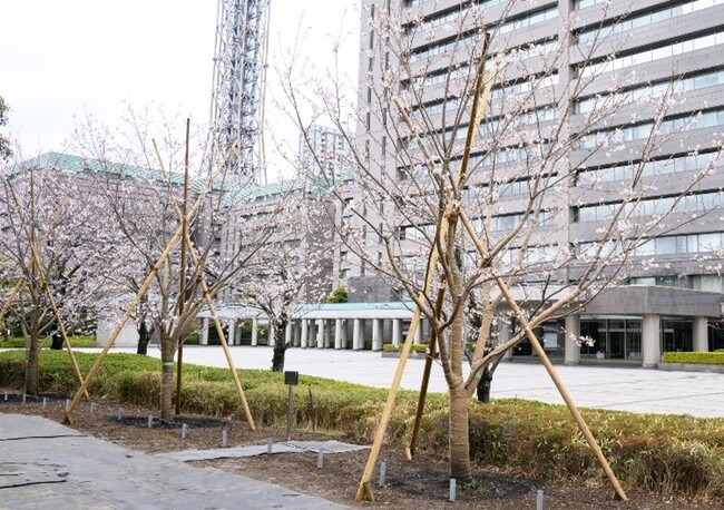 自然と共生する街づくりの取り組み「桜継承プロジェクト」