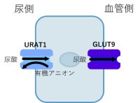 【横浜市立大学】尿酸輸送体GLUT9の立体構造を解明