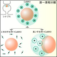 記憶の正体を解き明かす！
記憶関連タンパク質が“集合する”シミュレーションに成功