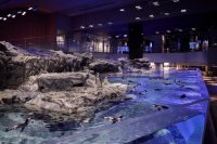 【すみだ水族館】4月25日は「世界ペンギンの日」!
「The Penguin Passion Party!」を開催